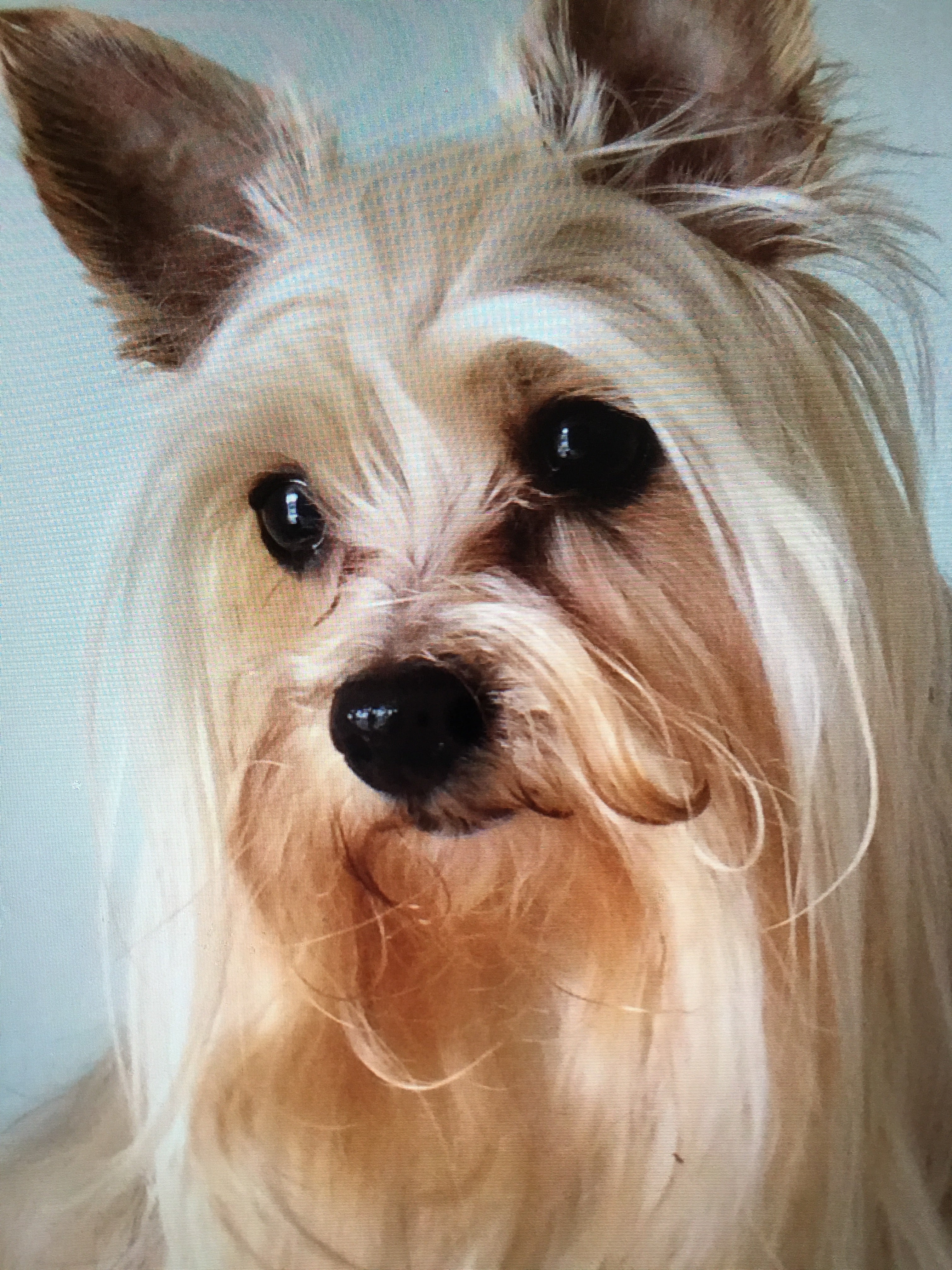Close-up portrait of a small Yorkshire terrier with long tan-and-silver fur, upright ears, glossy eyes, and a black nose, looking calm.
