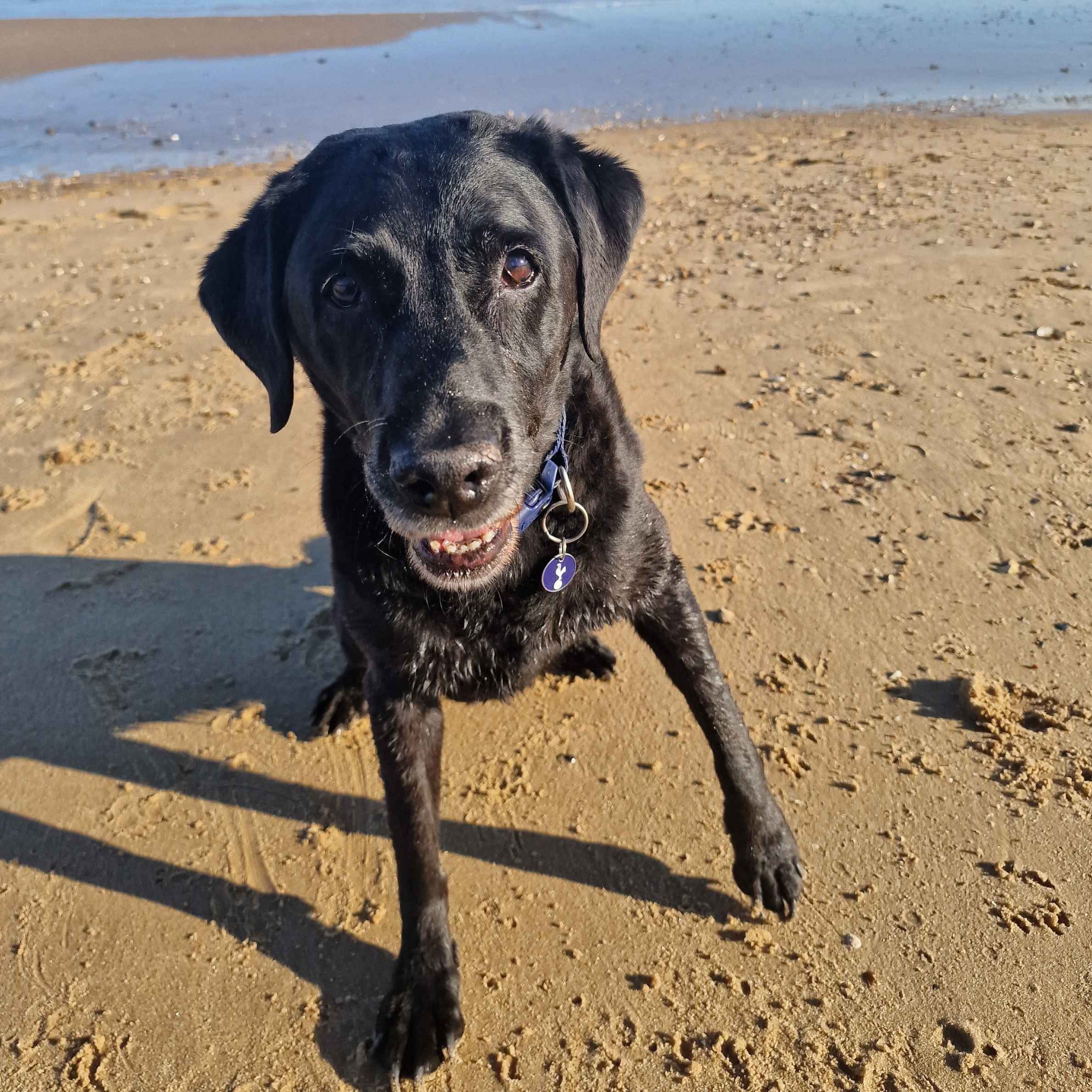 black Labrador with blue collar. Dog is on a sandy beach. 