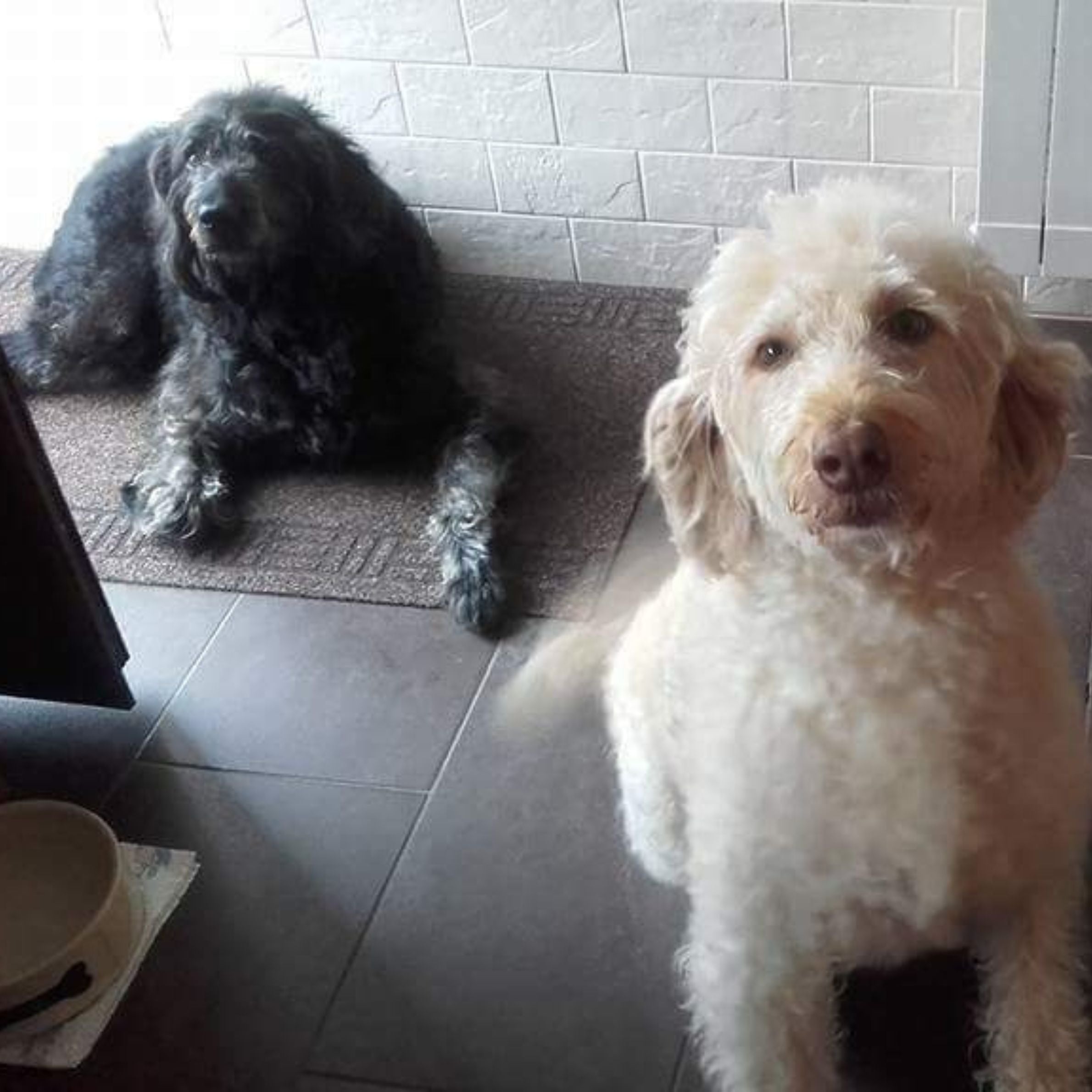 A dog with light coloured fur sitting down and a dog with dark coloured fur lying down behind him. They are on a dark grey tiled floor with a brown rug and a light coloured tile wall