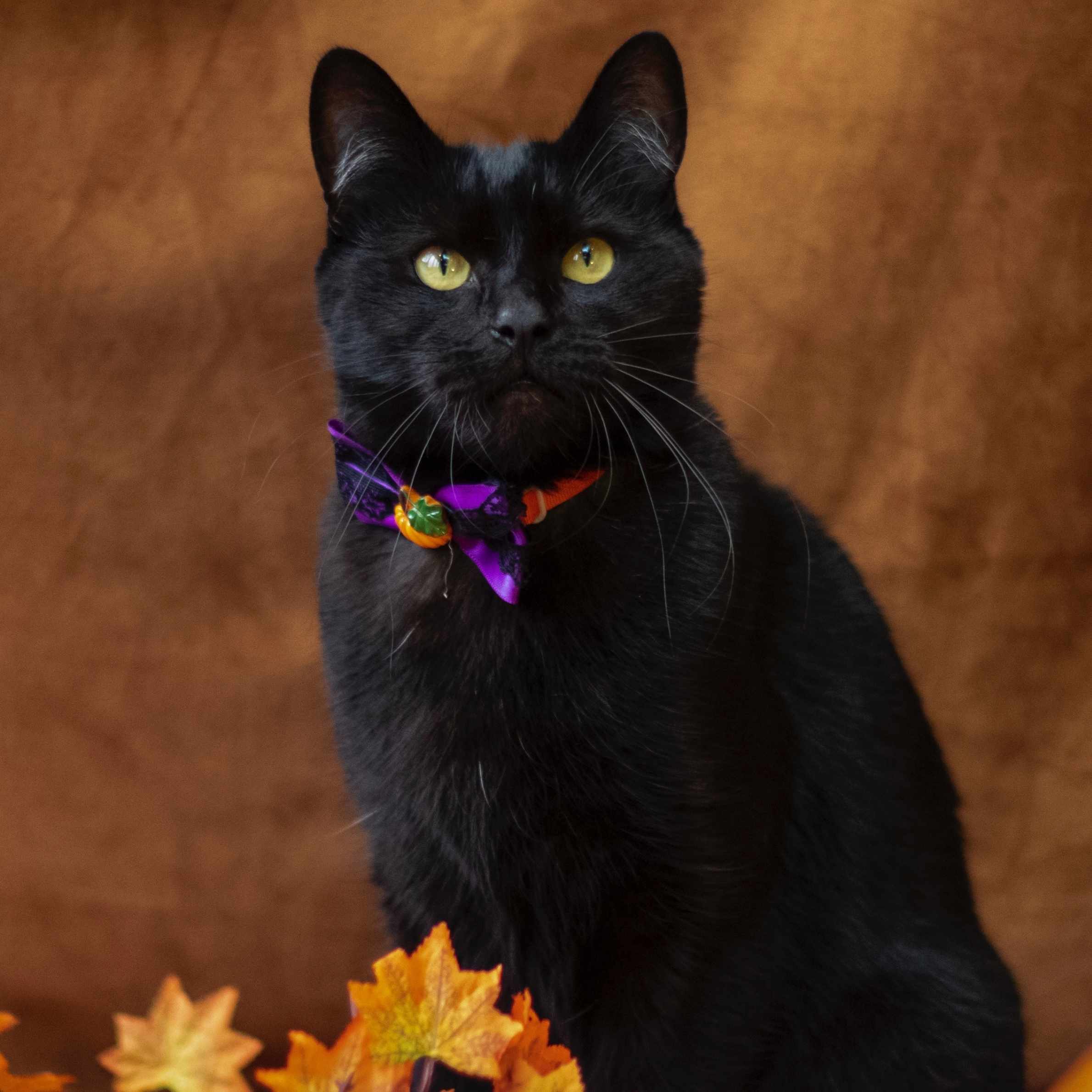 Black cat with yellow eyes looking at the camera. Orange background, with orange leaves at the bottom of the photo. 