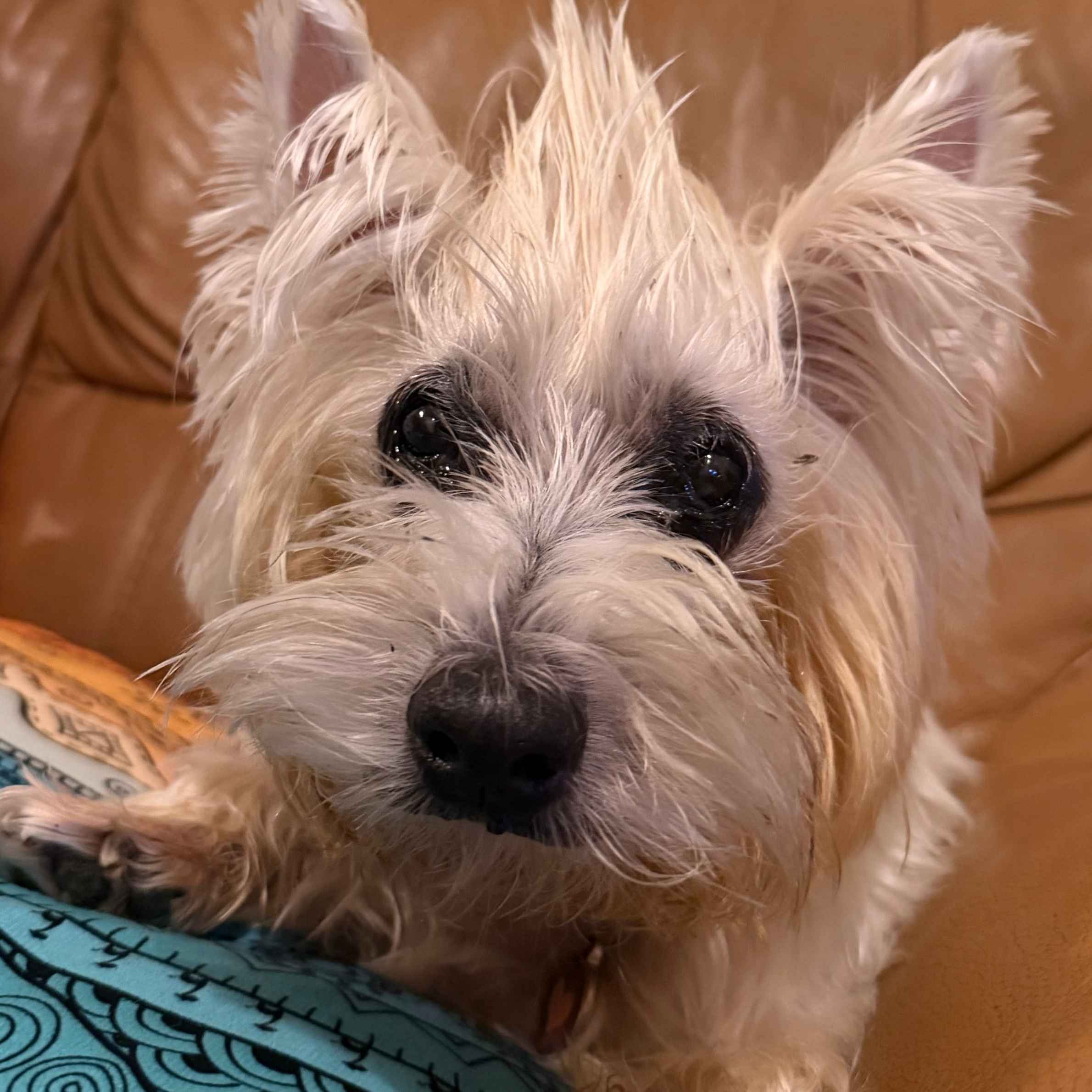 A white westie dog laying on a tan leather sofa looking towards the camera. The hair in between her ears has  been styled into a mohawk.