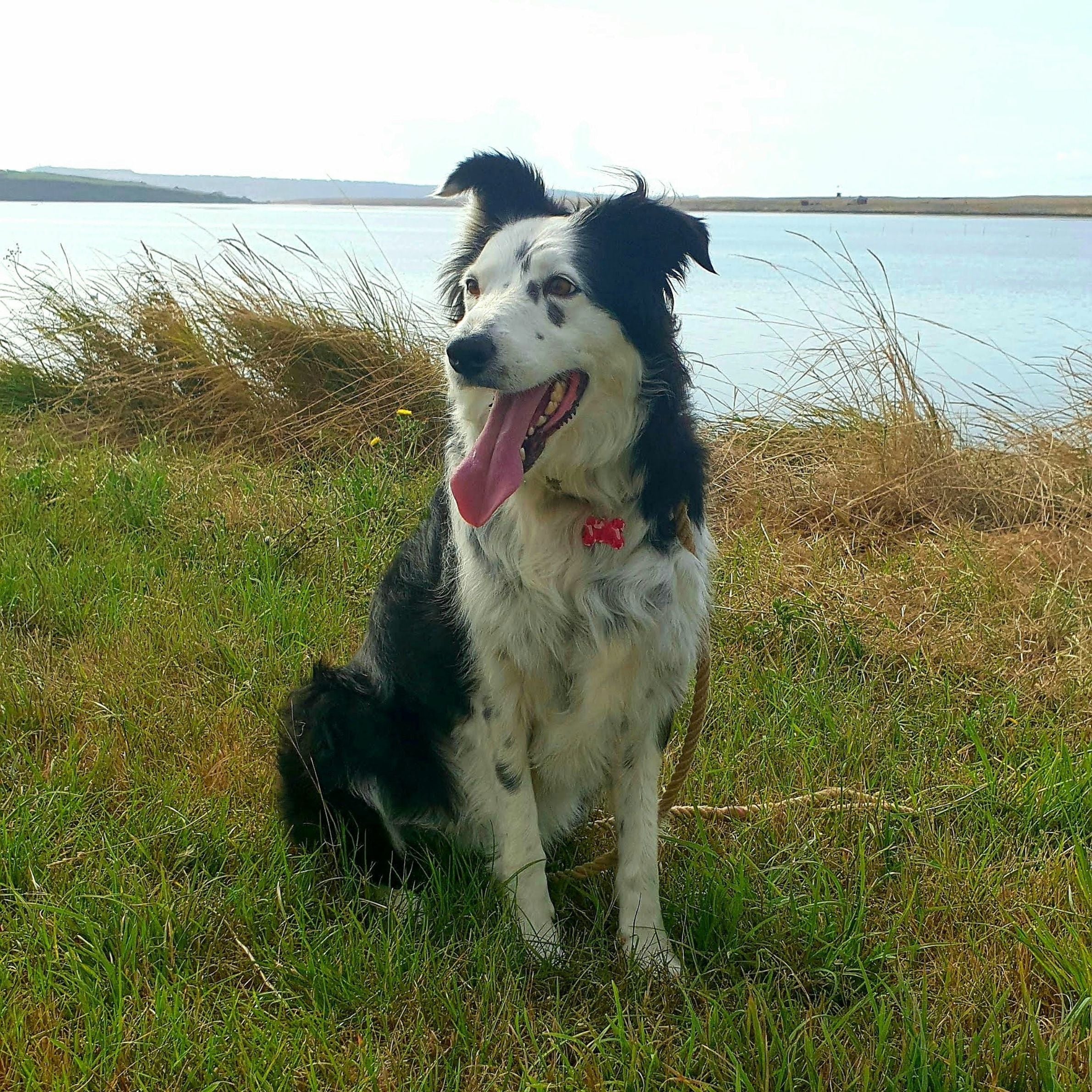 black and white spotted dog with its tongue out sitting on grass with a big lake in the background