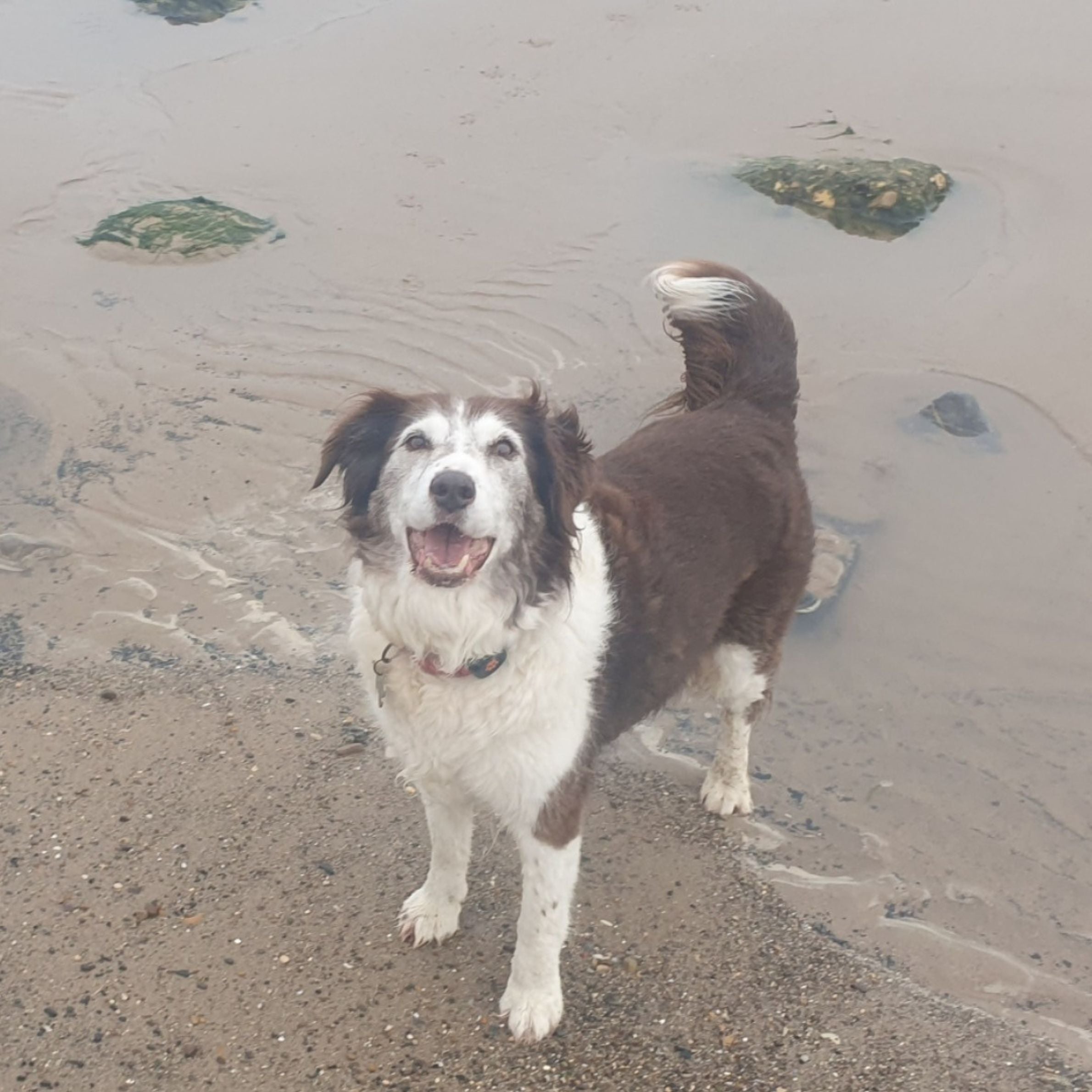 dog with white and brown fur looking up with its mouth open. the dog is stood on sand next to some water with rocks in it