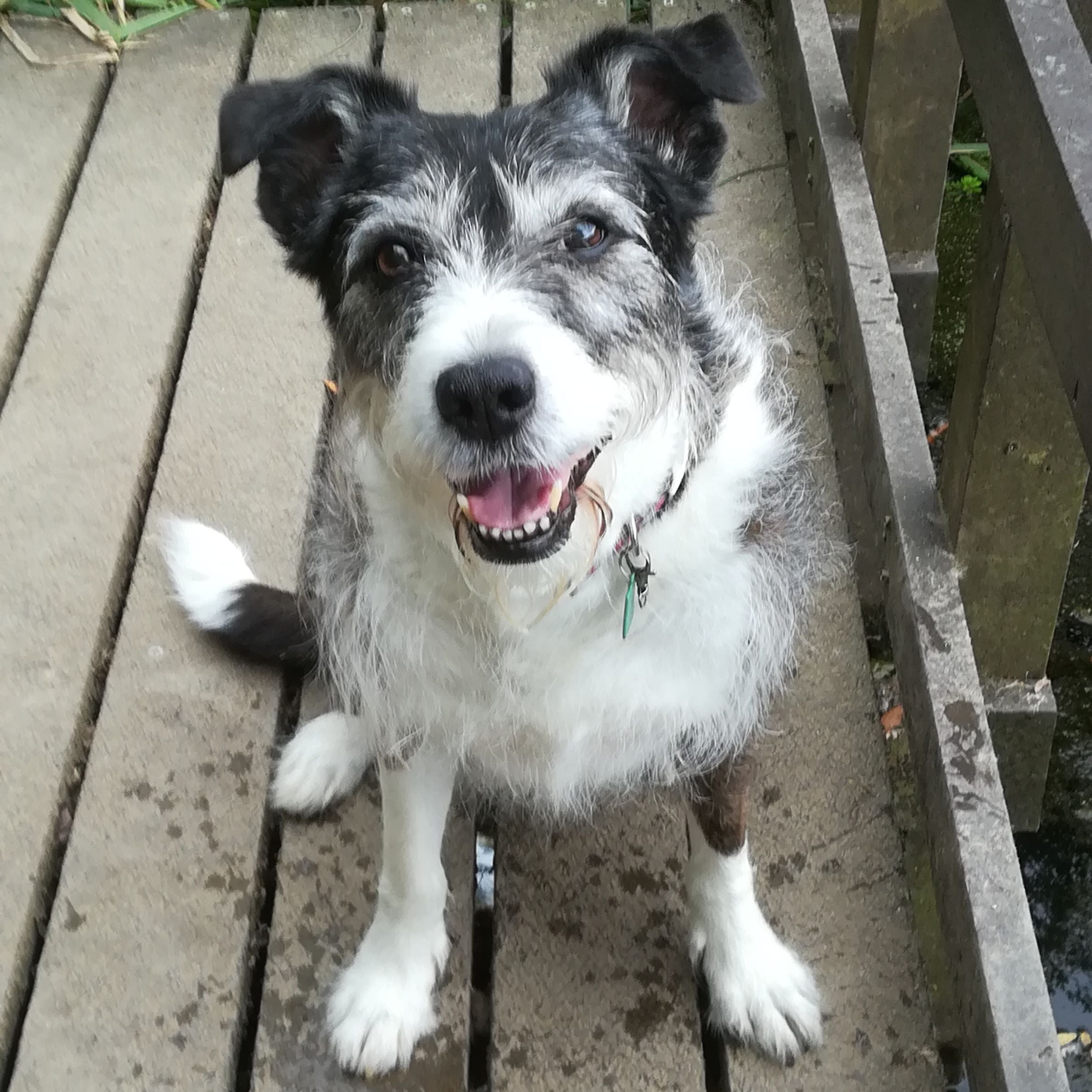 Black and white dog sitting outside on wooden floor looking up at the camera with her mouth open. She has wet feet