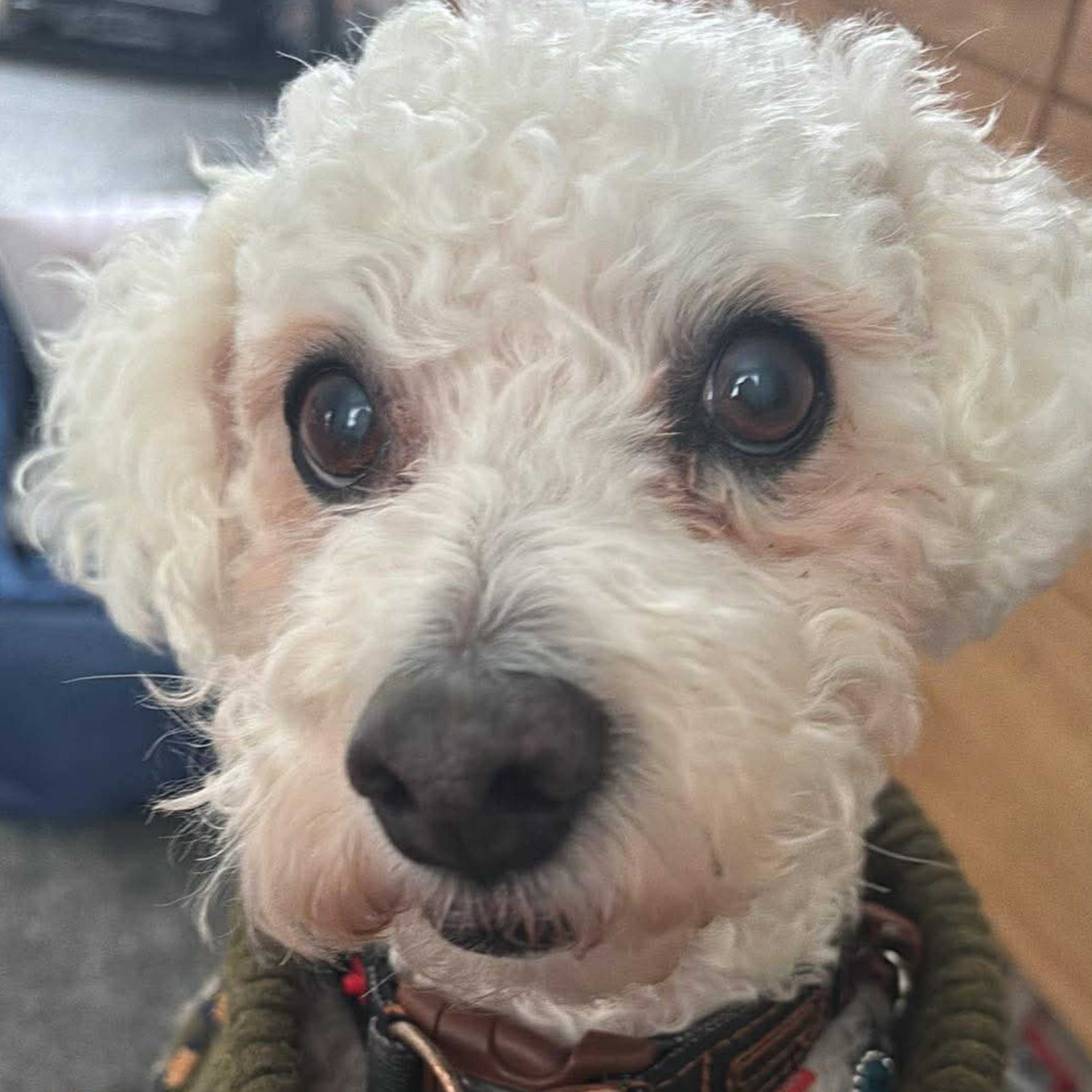 a white curly dog looking towards the camera. It is wearing a bright colour and a khaki green dog jumper