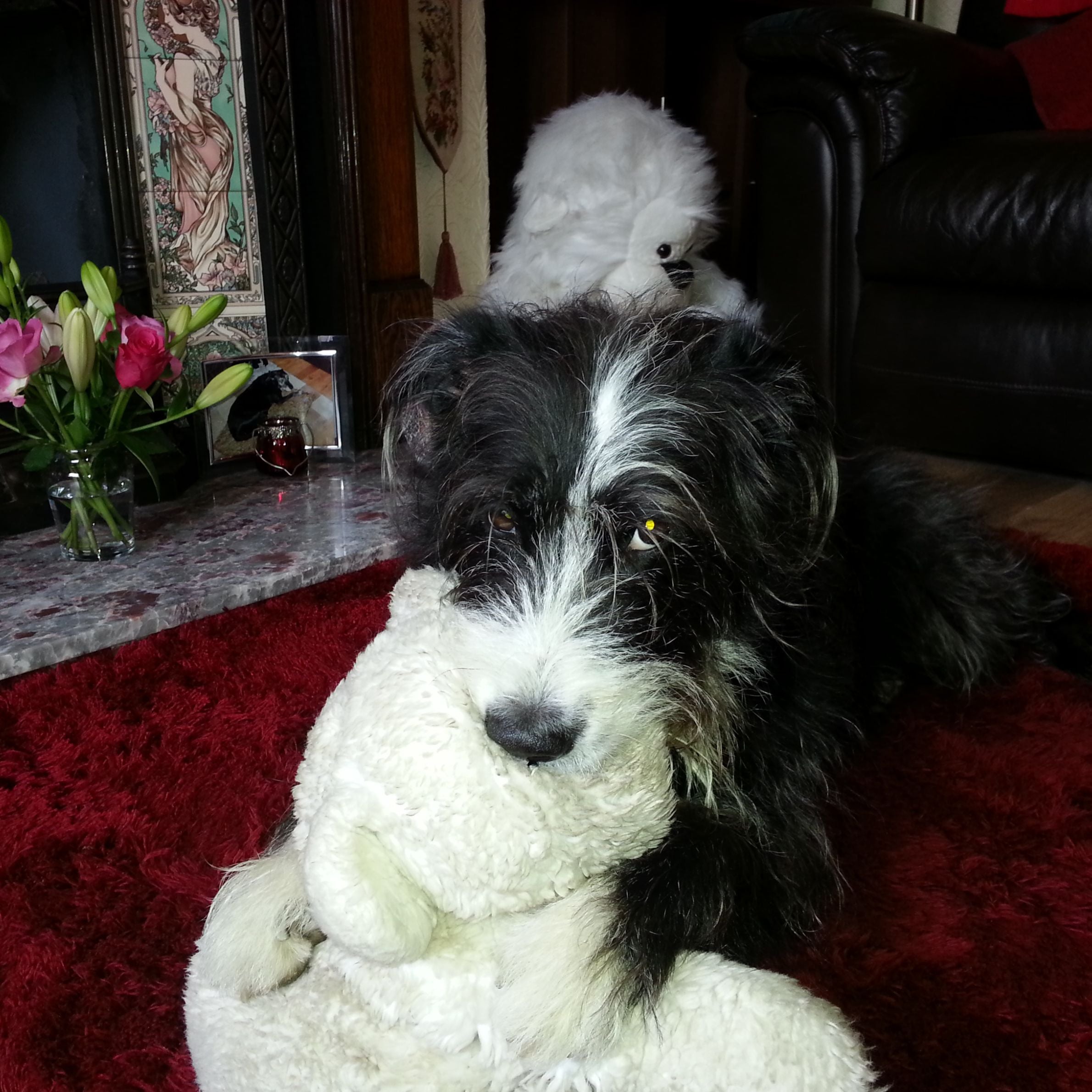 Black and white dog holding a teddy in its mouth. Red carpet and pink and green flowers in the background.