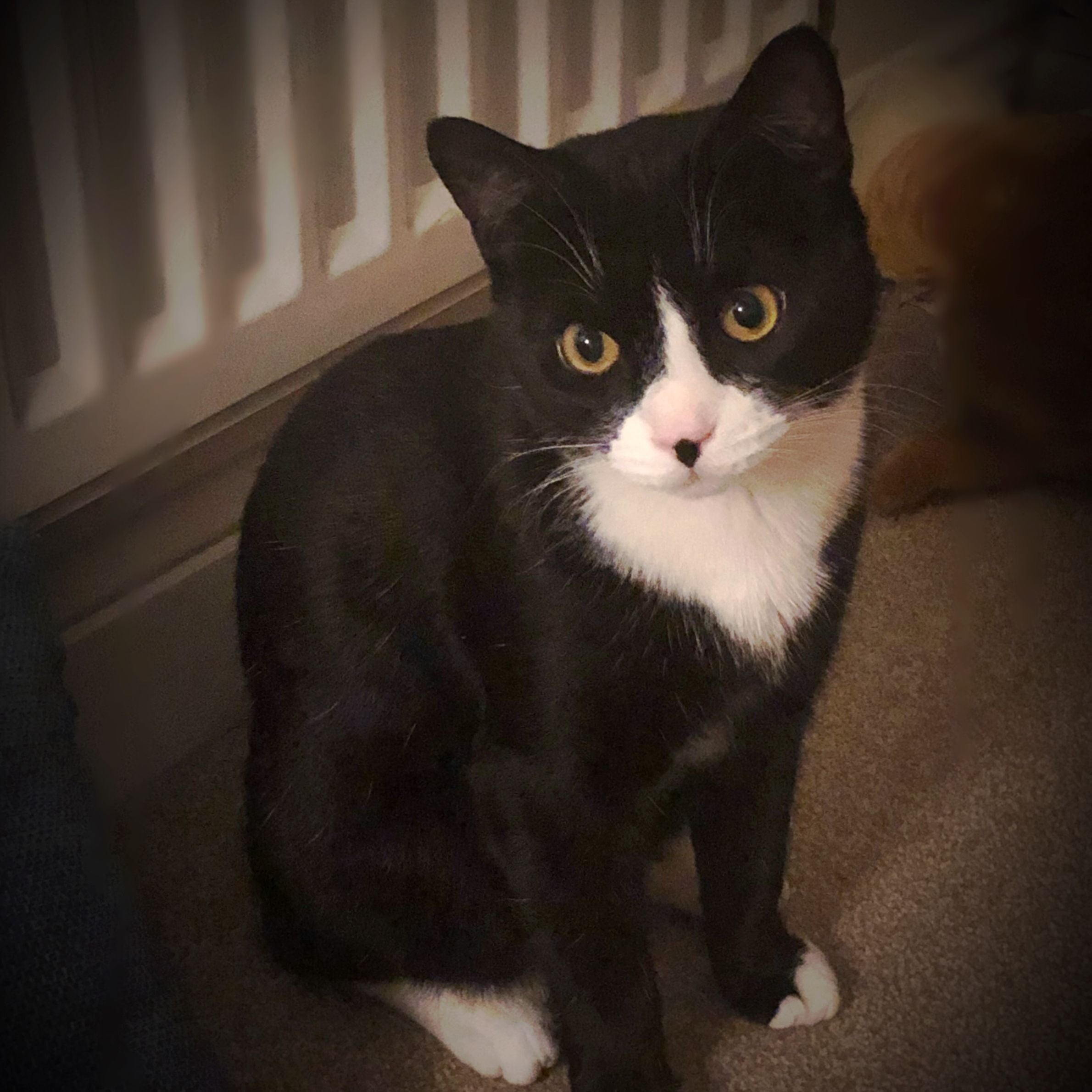 Black and white cat with orange eyes sitting down. there is a white radiator behind it