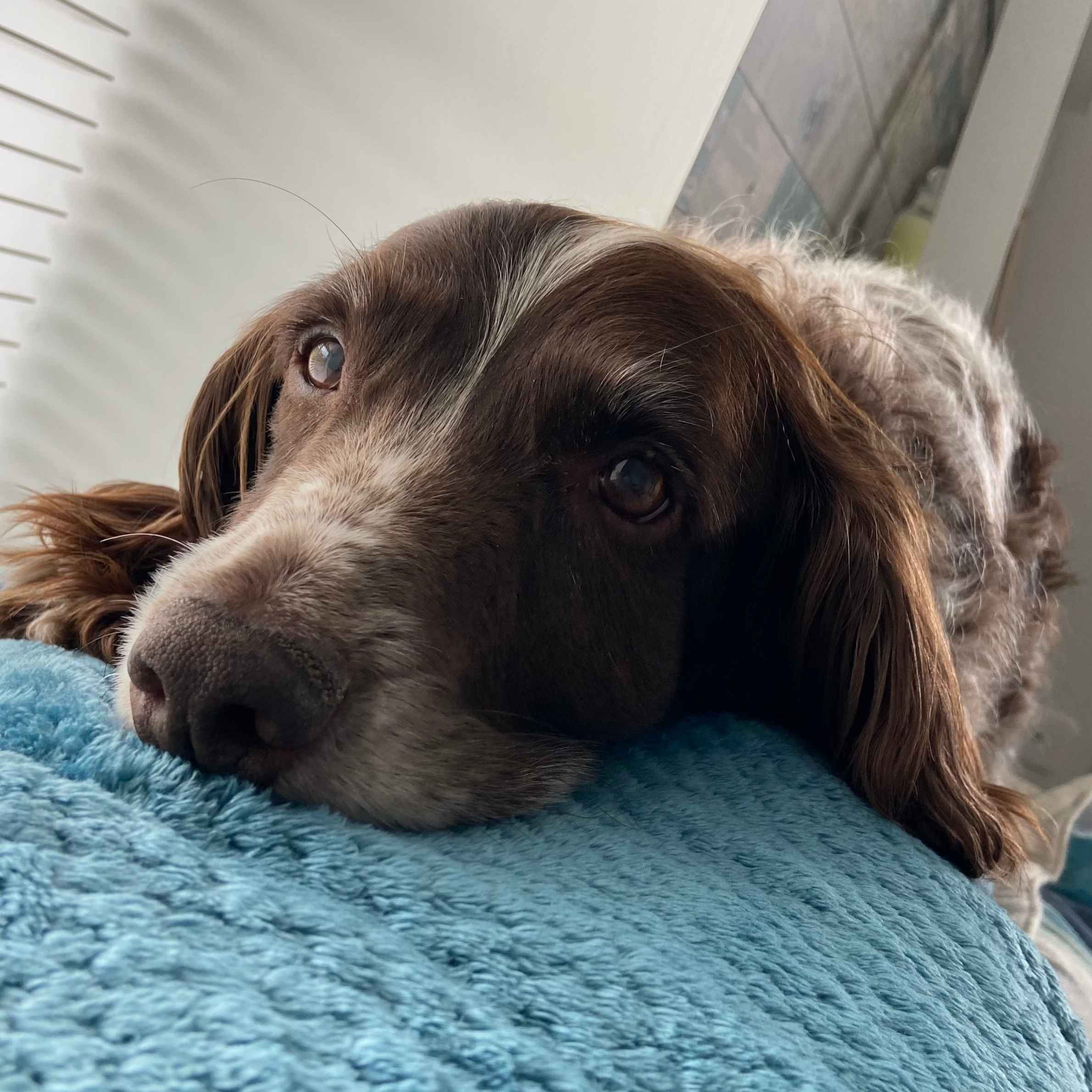 A dog with dark brown hair lying on a blue cushion with a light background