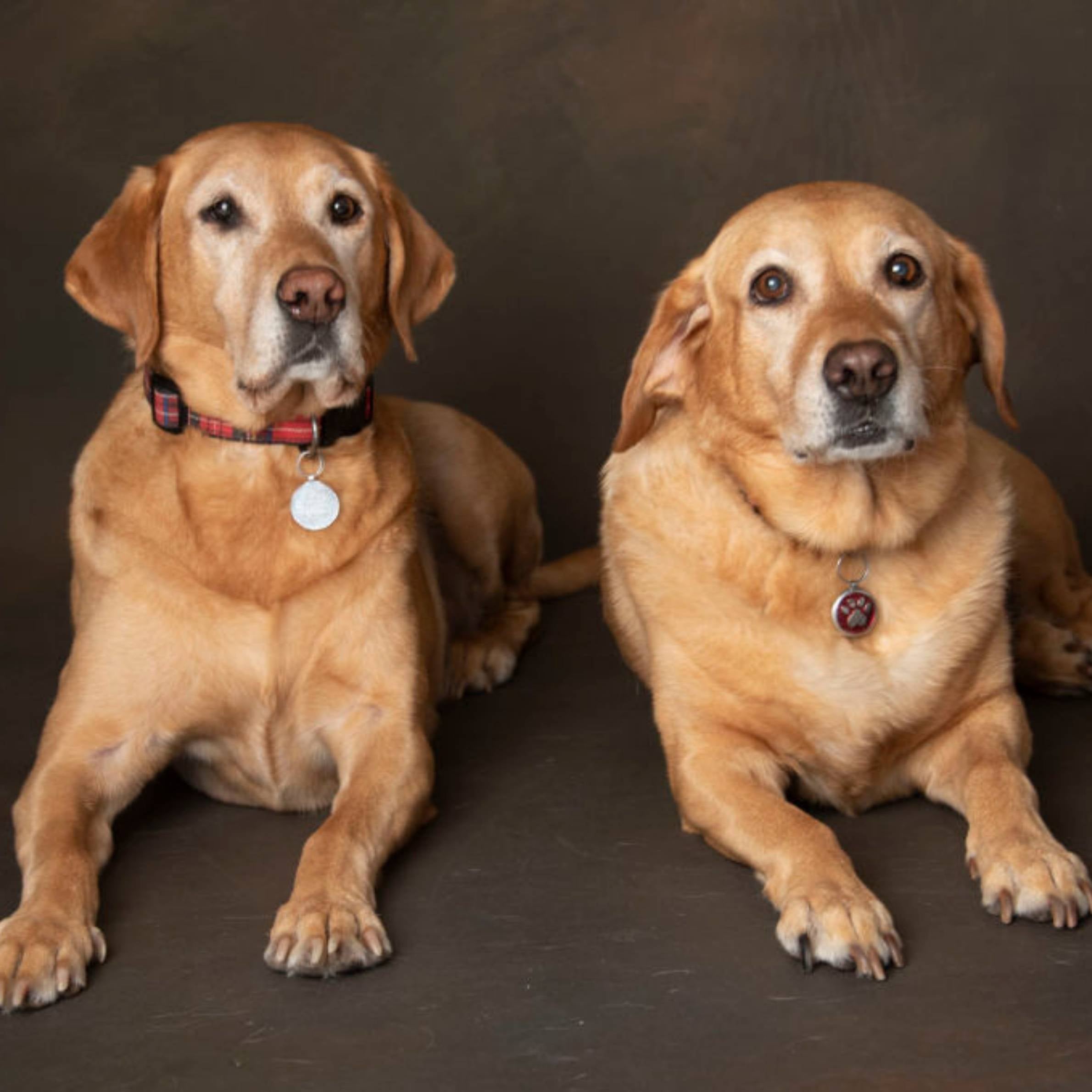 Two golden labrador dogs. They are both looking at the camera. They are wearing collars with silver tag at the front. The background is dark. 
