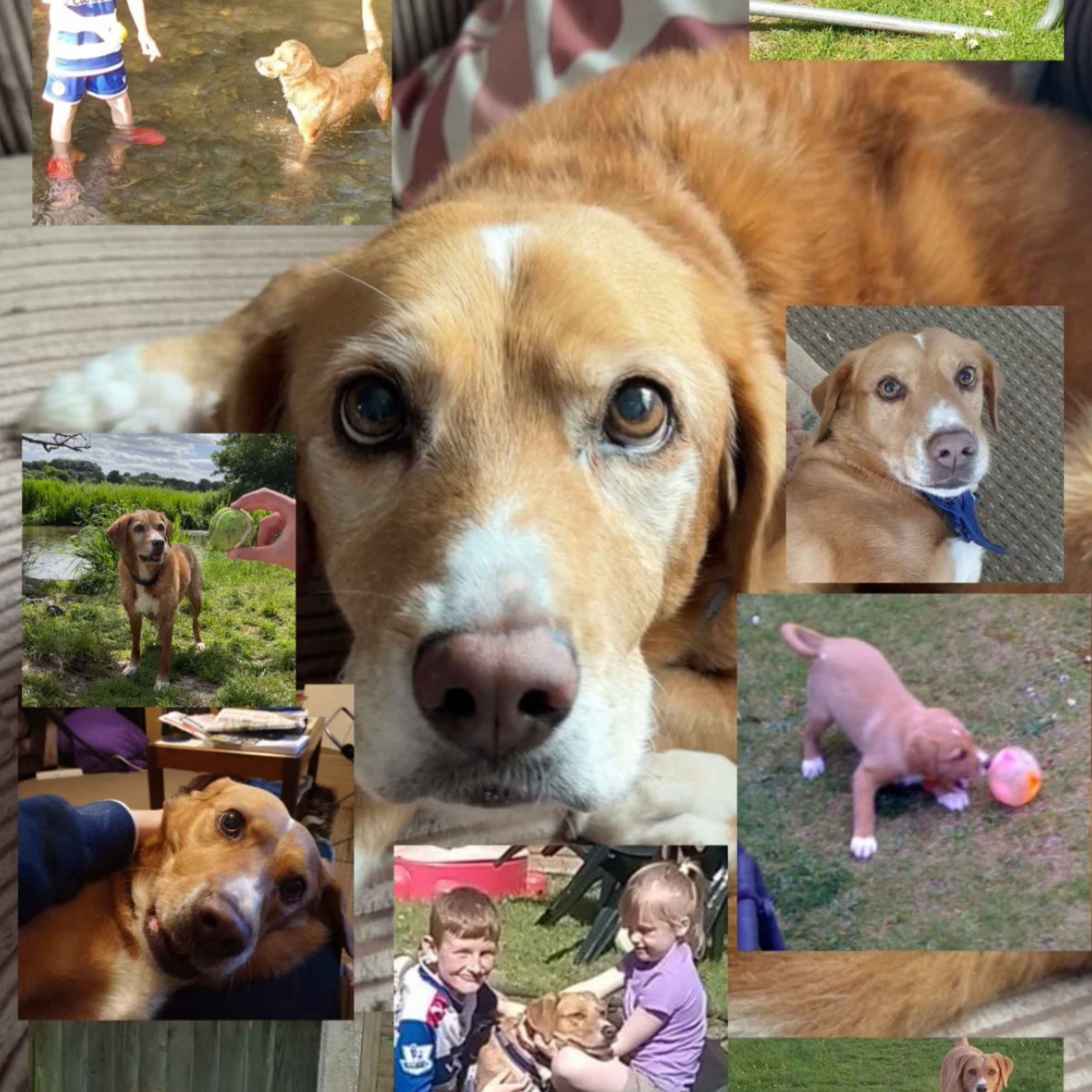A collage image of a tan dog called Poppy