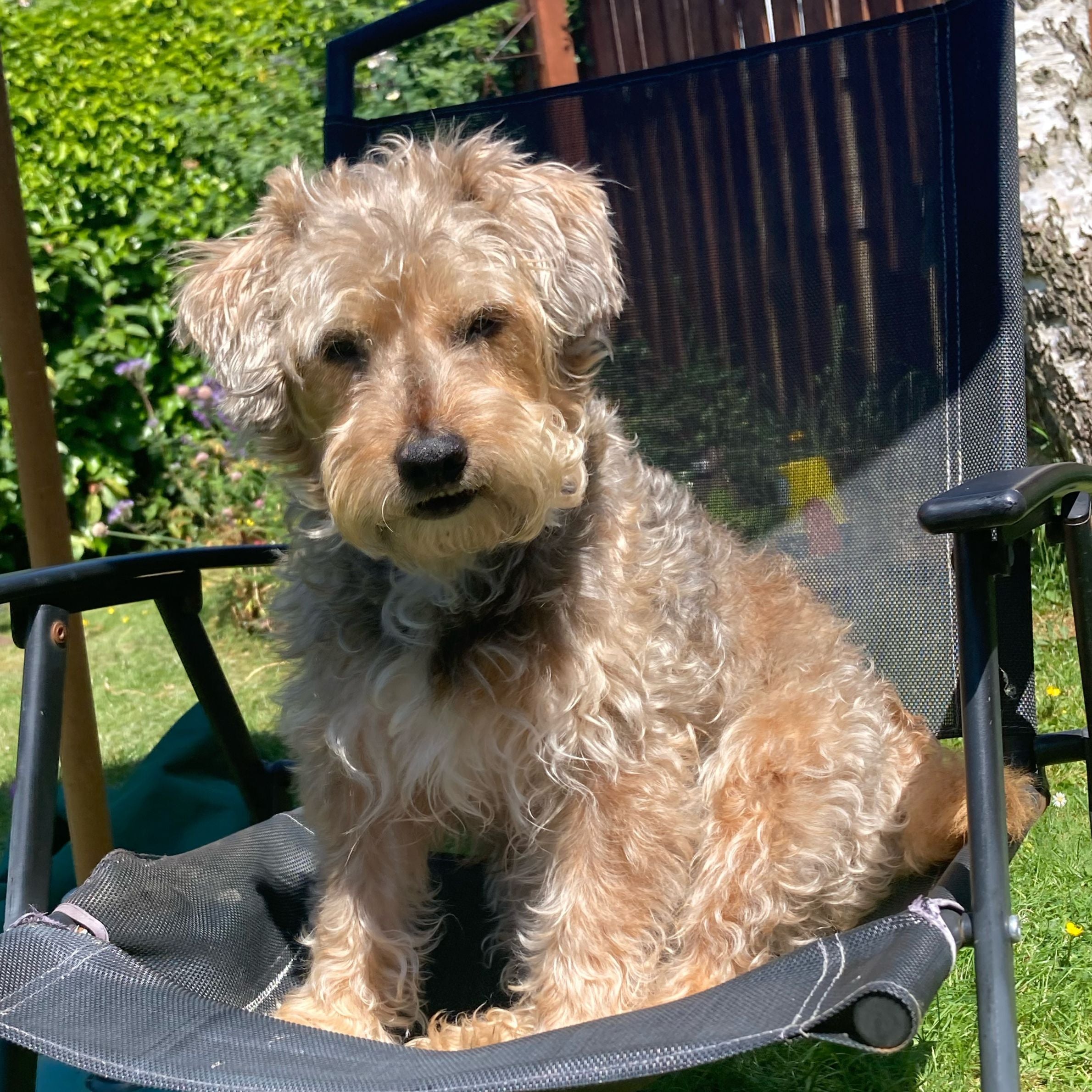 A scruffy terrier dog is sitting on a black garden camping chair in the sunshine.