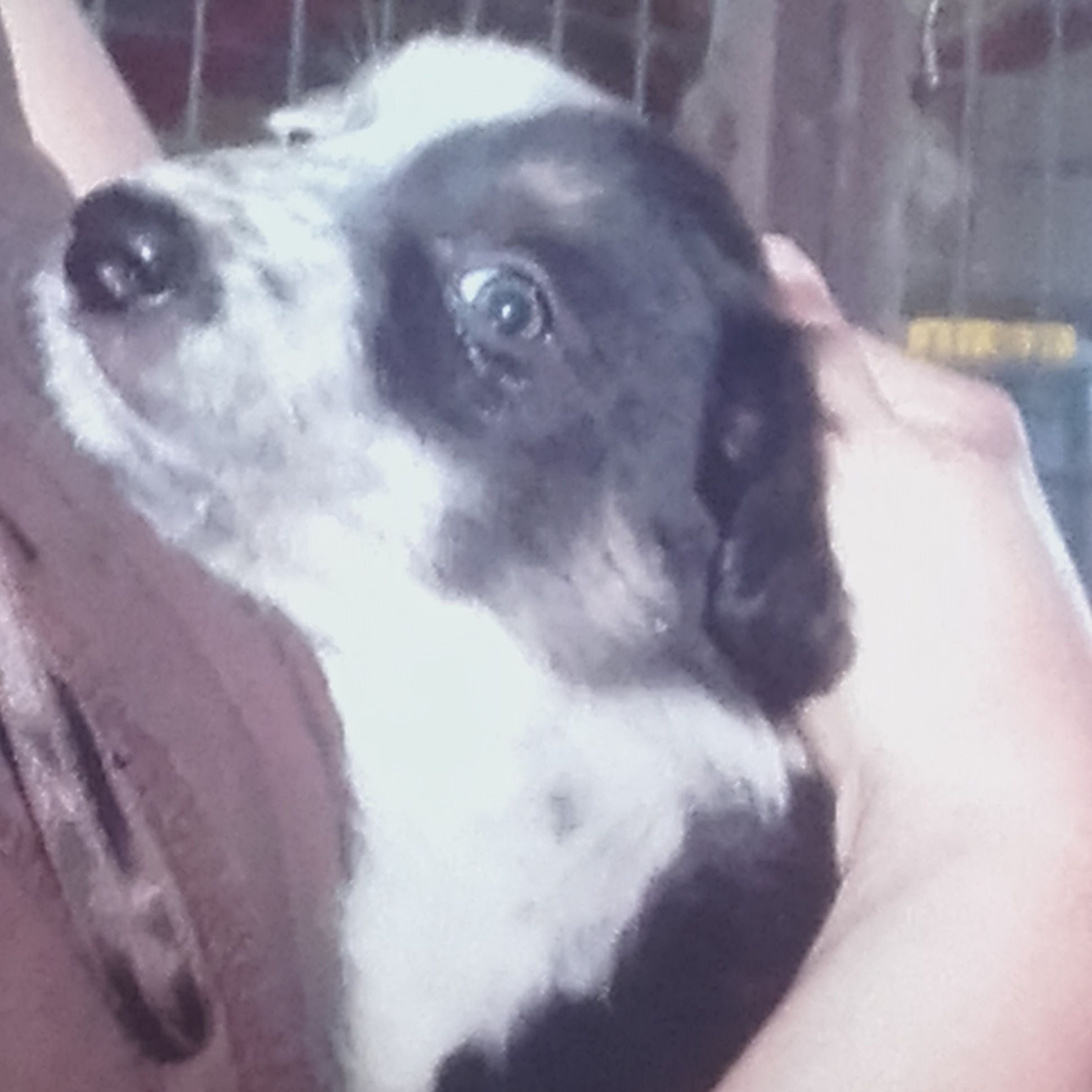 small black and white dog being held in someones hands
