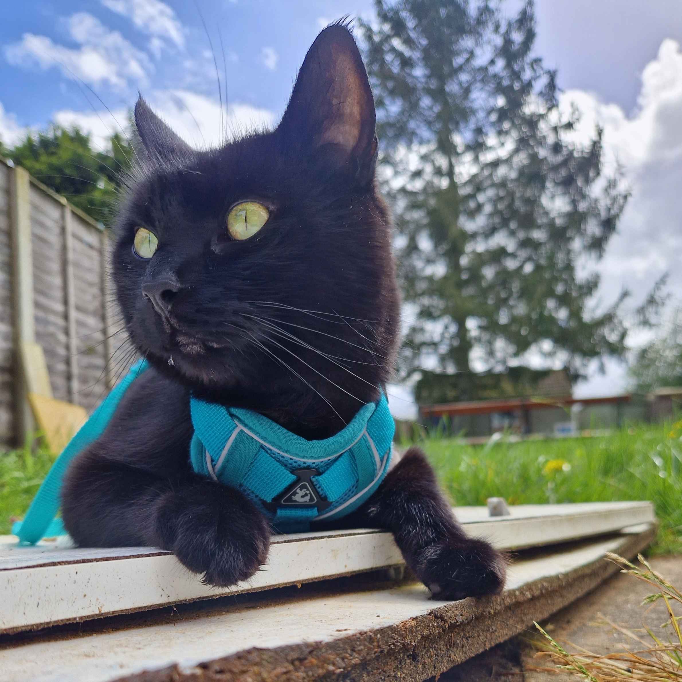 Image shows black cat looking away from the camera, with blue harness on. Cat has green eyes and is sat on wooden decking with green grass and a tree in the background.