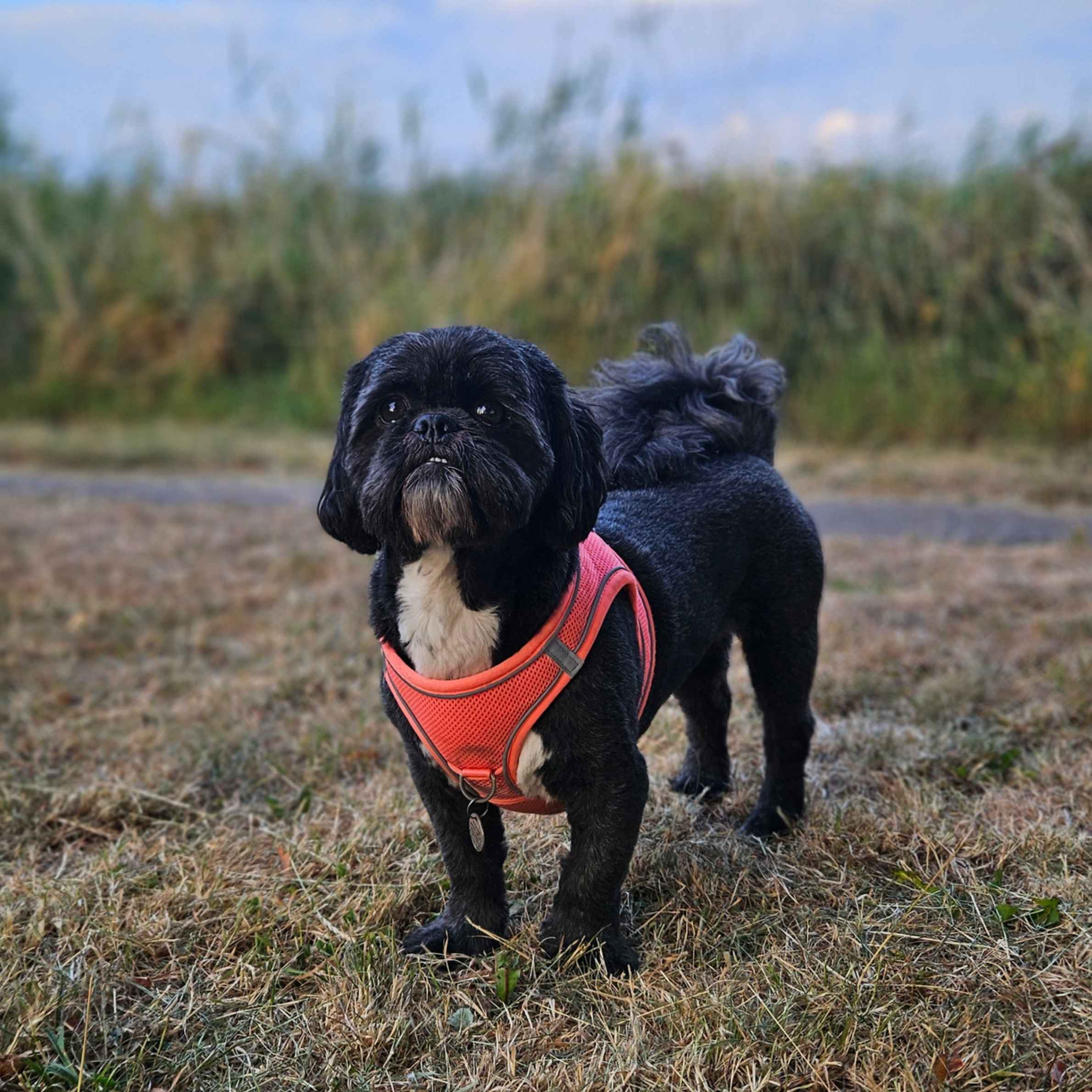A small black-and-white dog in a bright red harness stands on frosty grass by tall reeds, looking calmly toward the camera under a pale blue sky.