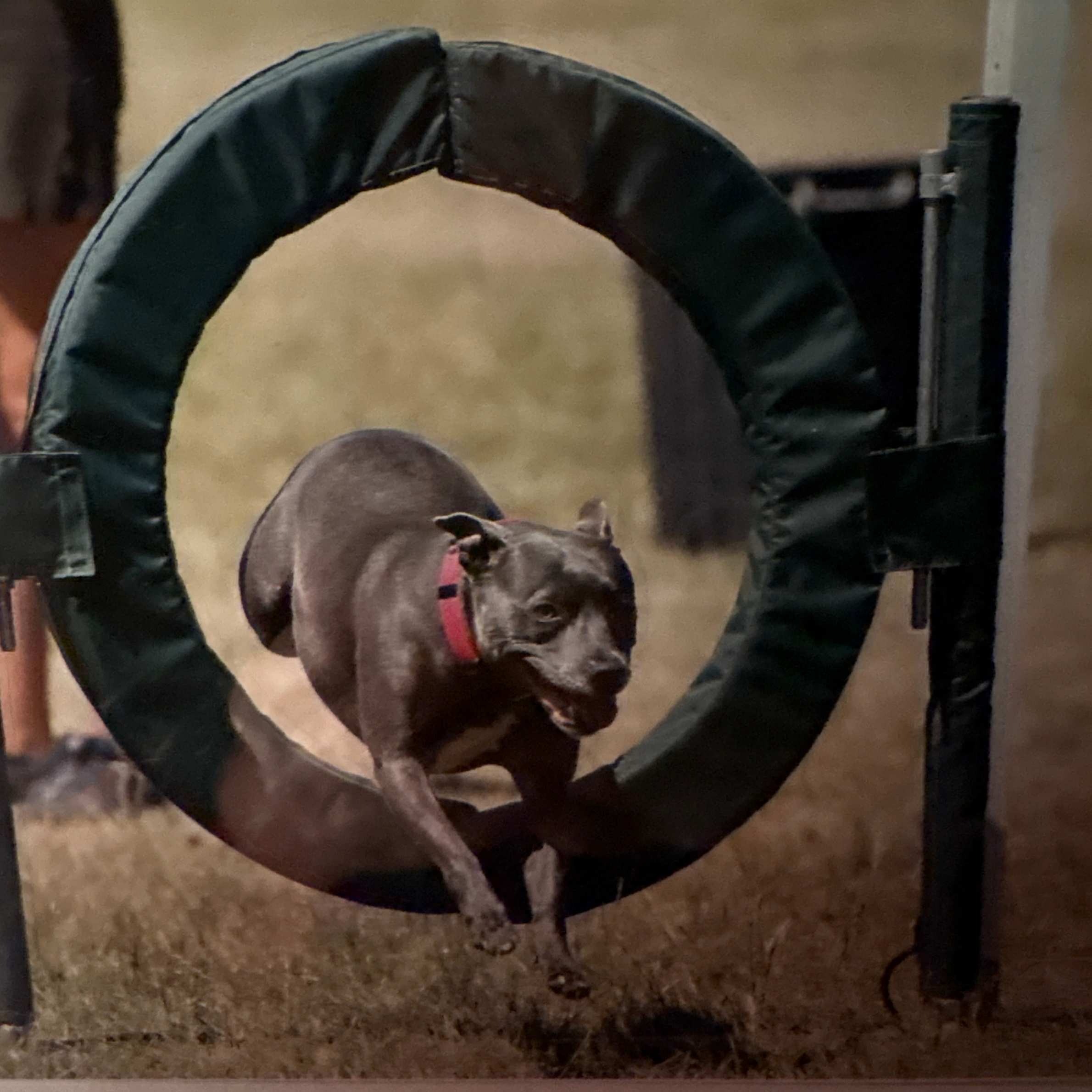 A silver staffy type dog jumping through an agility hoop. They are wearing a pink collar