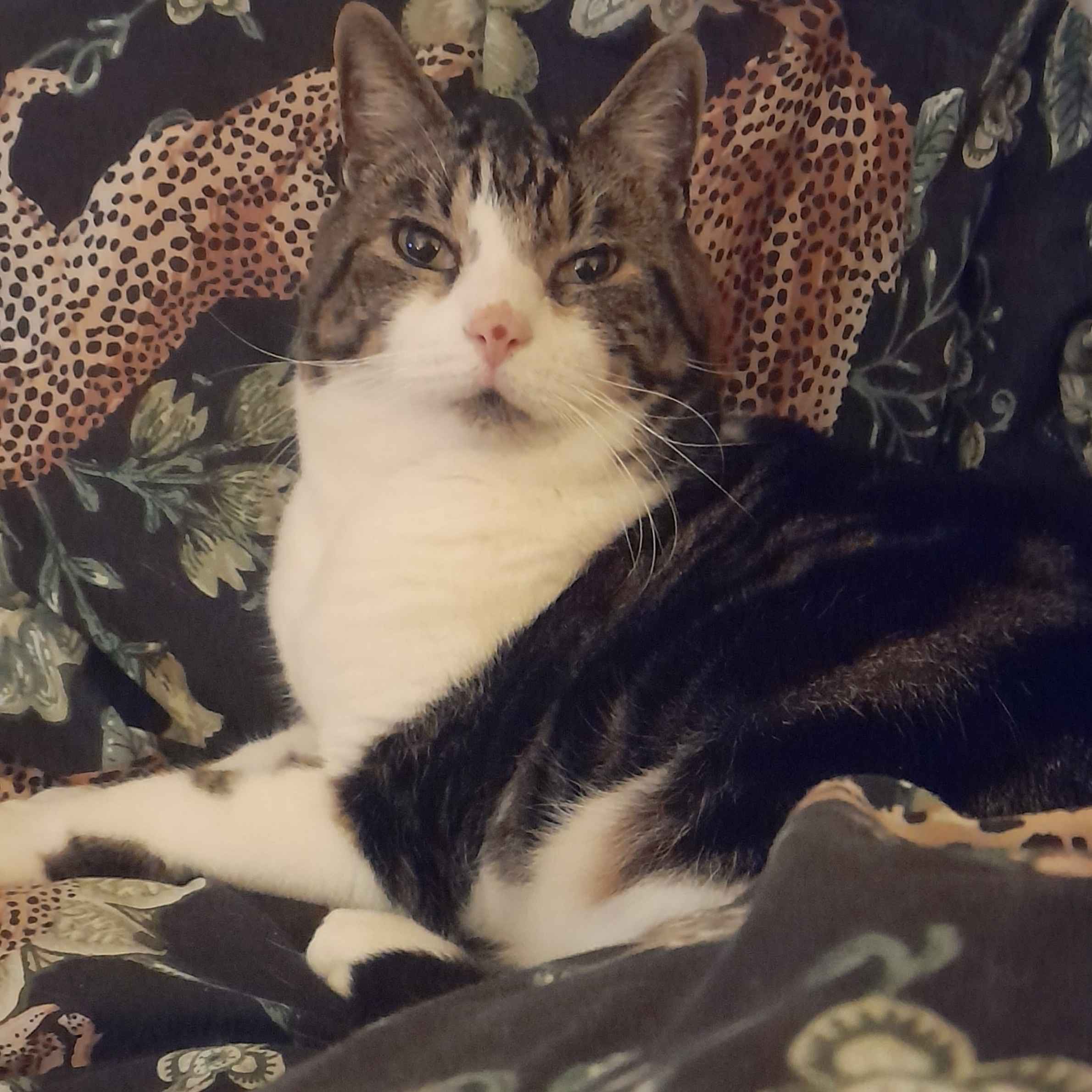 brown and white cat lying on a blanket. the blanket is black with green leaves on it and leopards