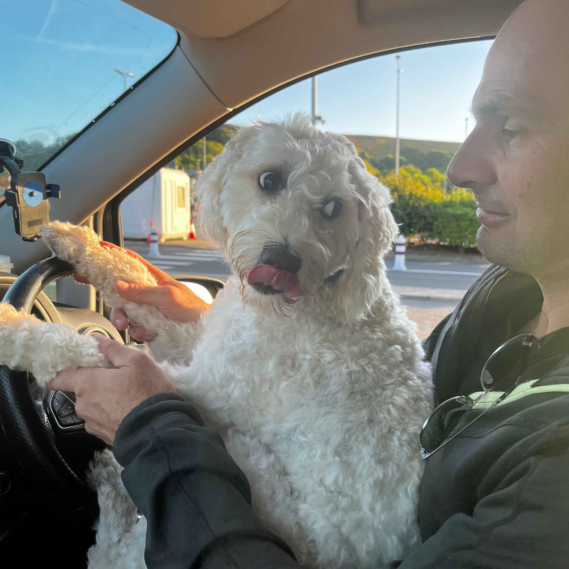 A white curly haired dog sat on a mans lap in a car with their paws on the steering wheel. The dog has their tongue sticking out, touching their nose.