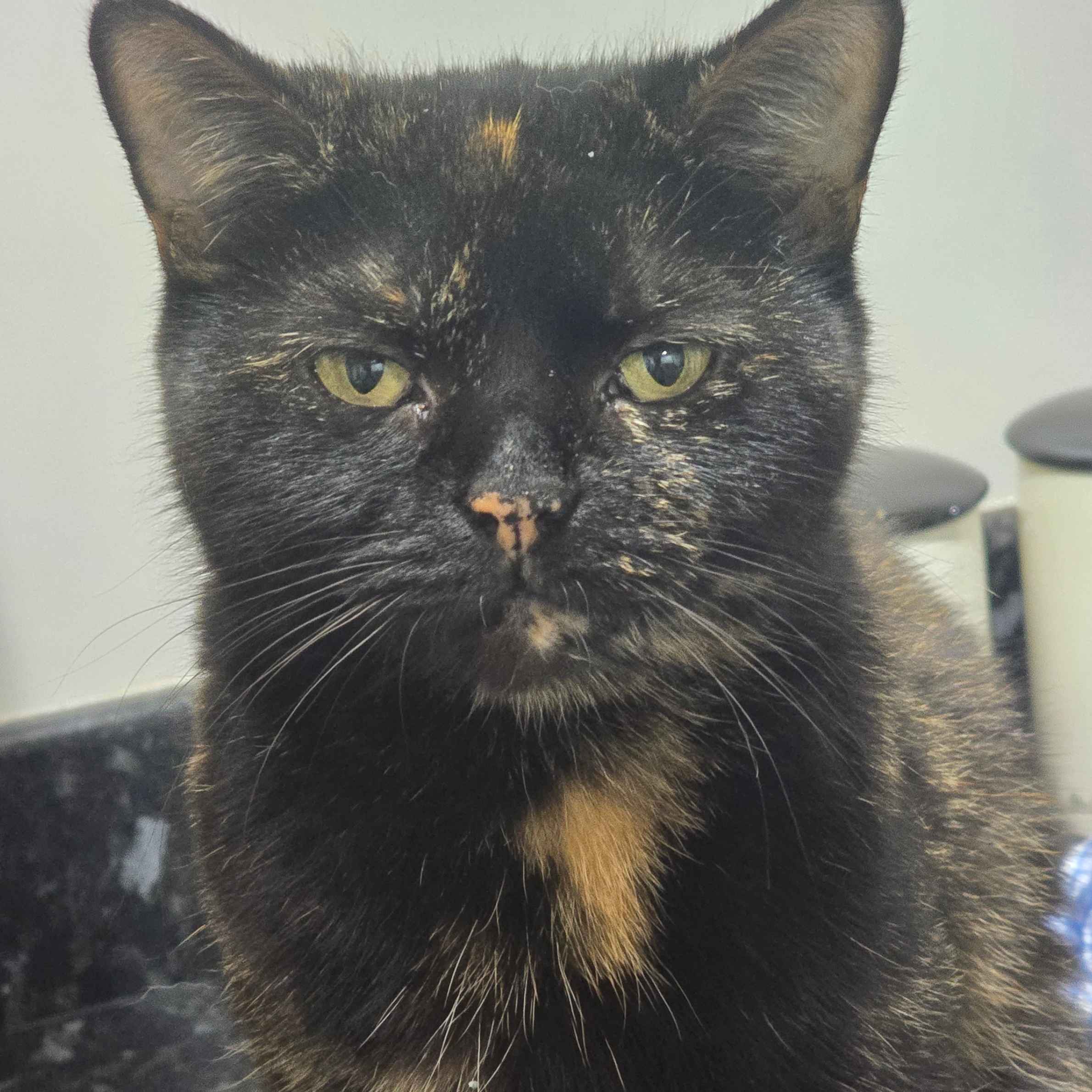 A black tortoise patterned cat looking directly at the camera