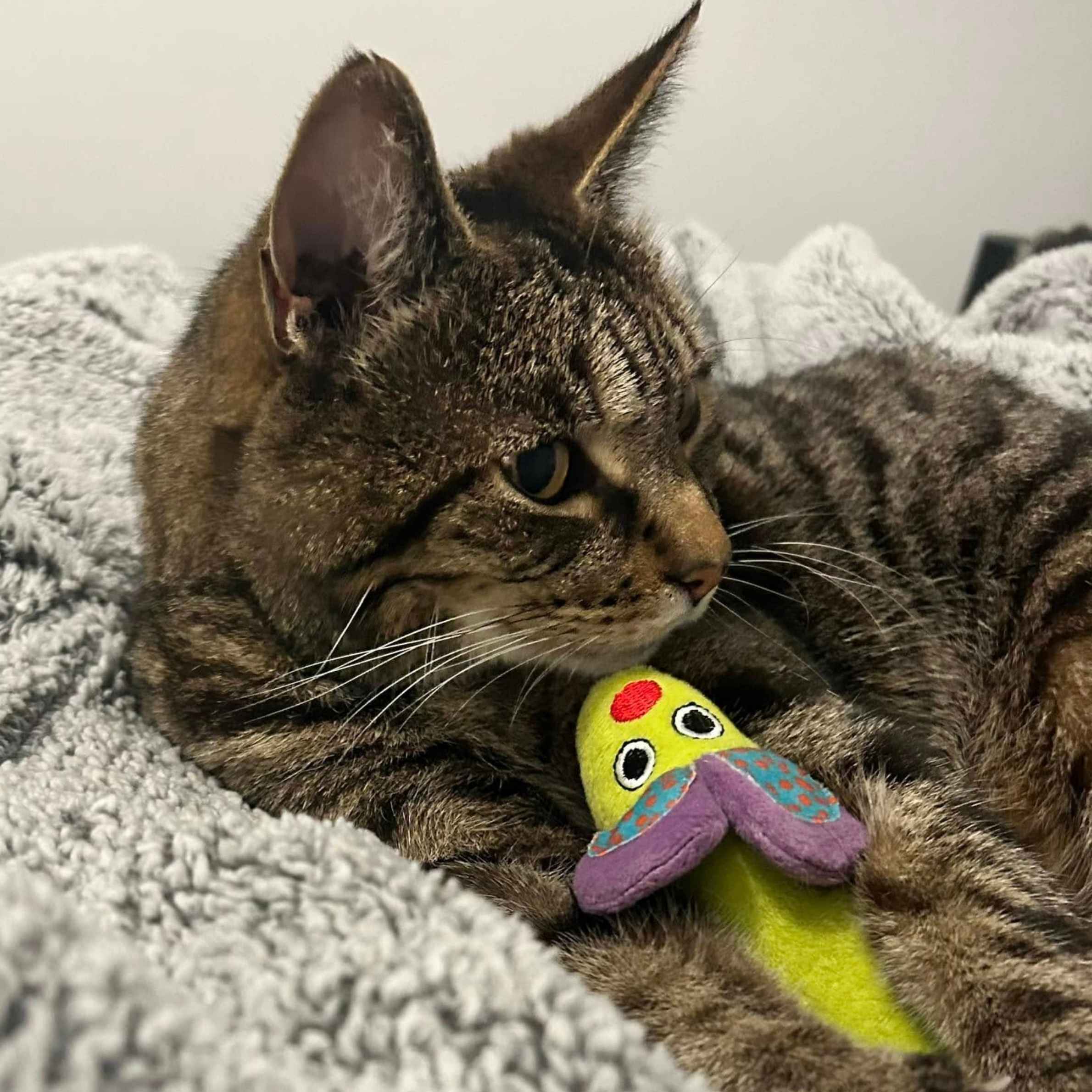 A brown and black striped tabby cat laying on a grey fluffy blanket with a bright yellow and purple cat toy in between their paws