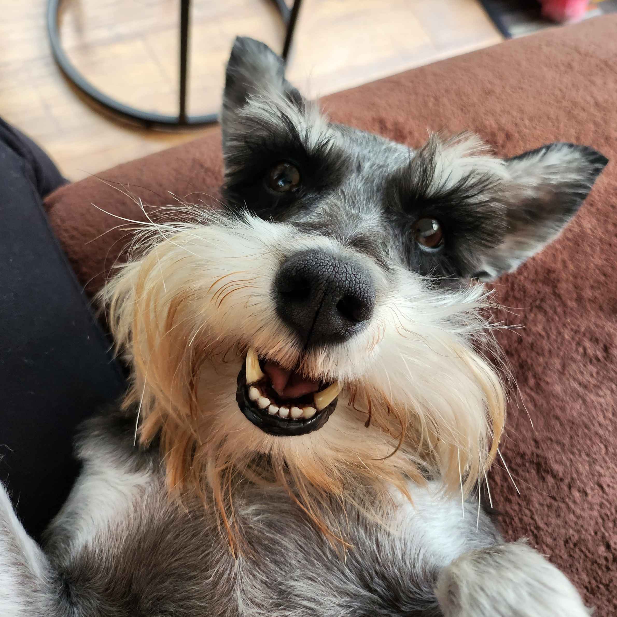 White and Grey schnauzer dog with tan ends of fur around his mouth. His mouth is slightly open, like he's smiling. Lying on a brown blanket on a sofa