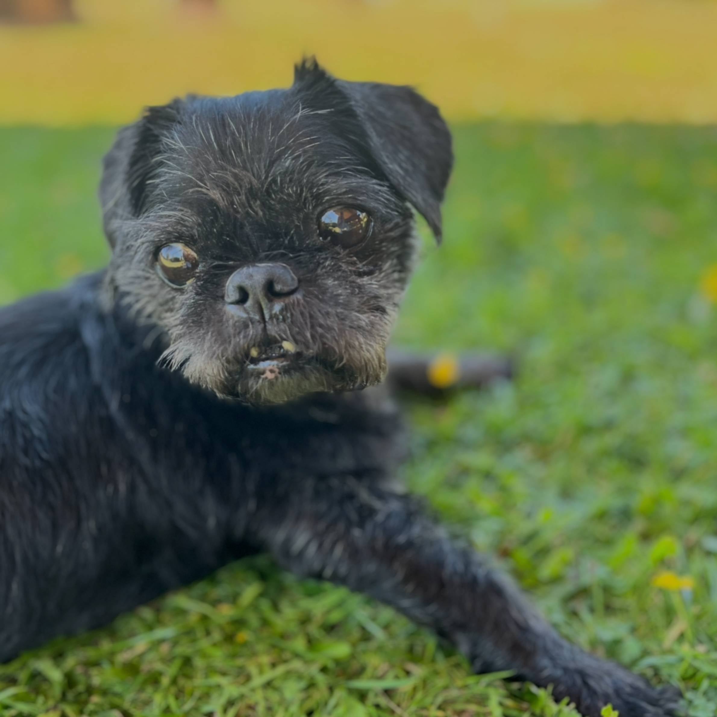 Black terrier dog laying on the grass staring off into the distance