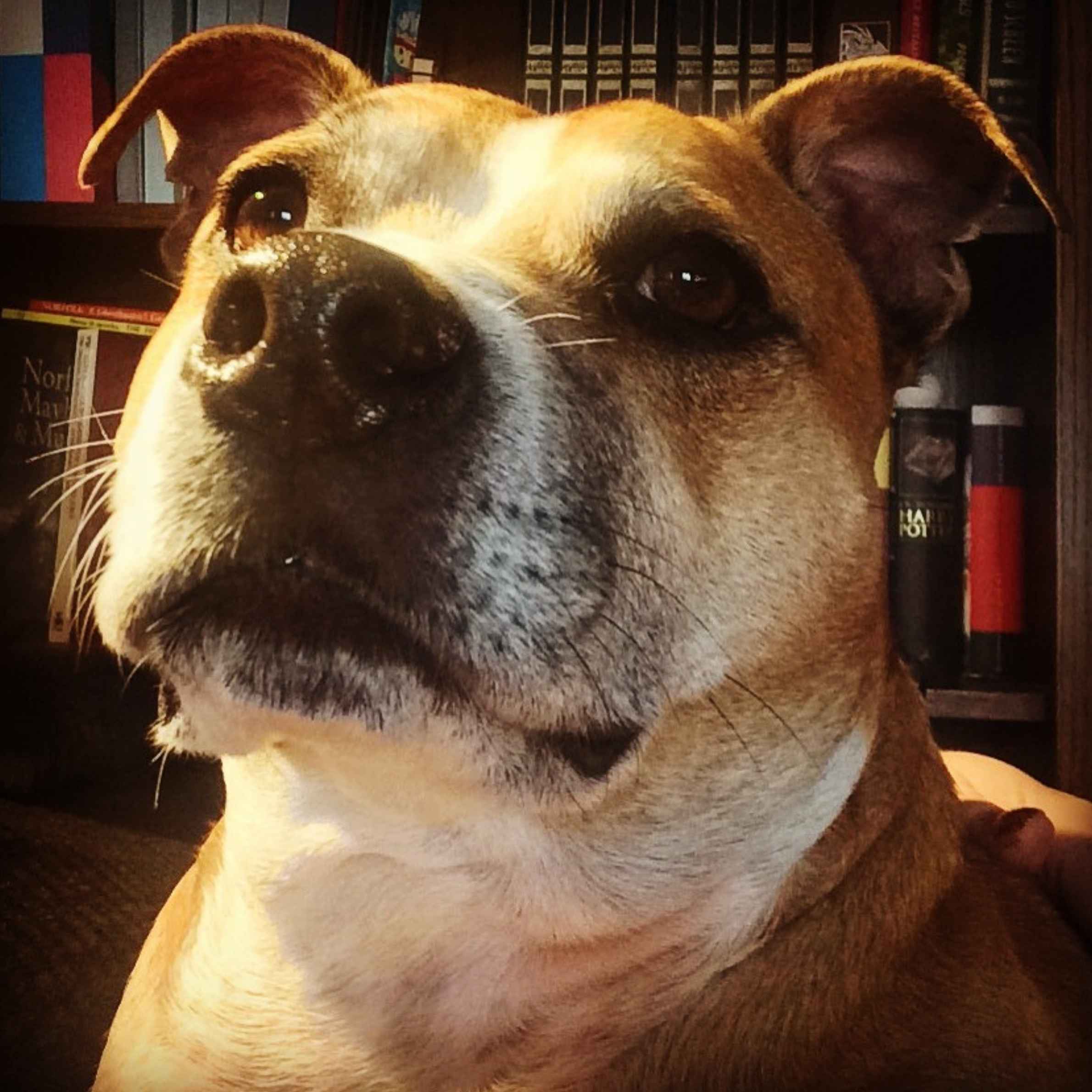 A tan and white dog looking towards the camera with the glow of a lamp shining over them. There is a bookshelf behind them in the photo