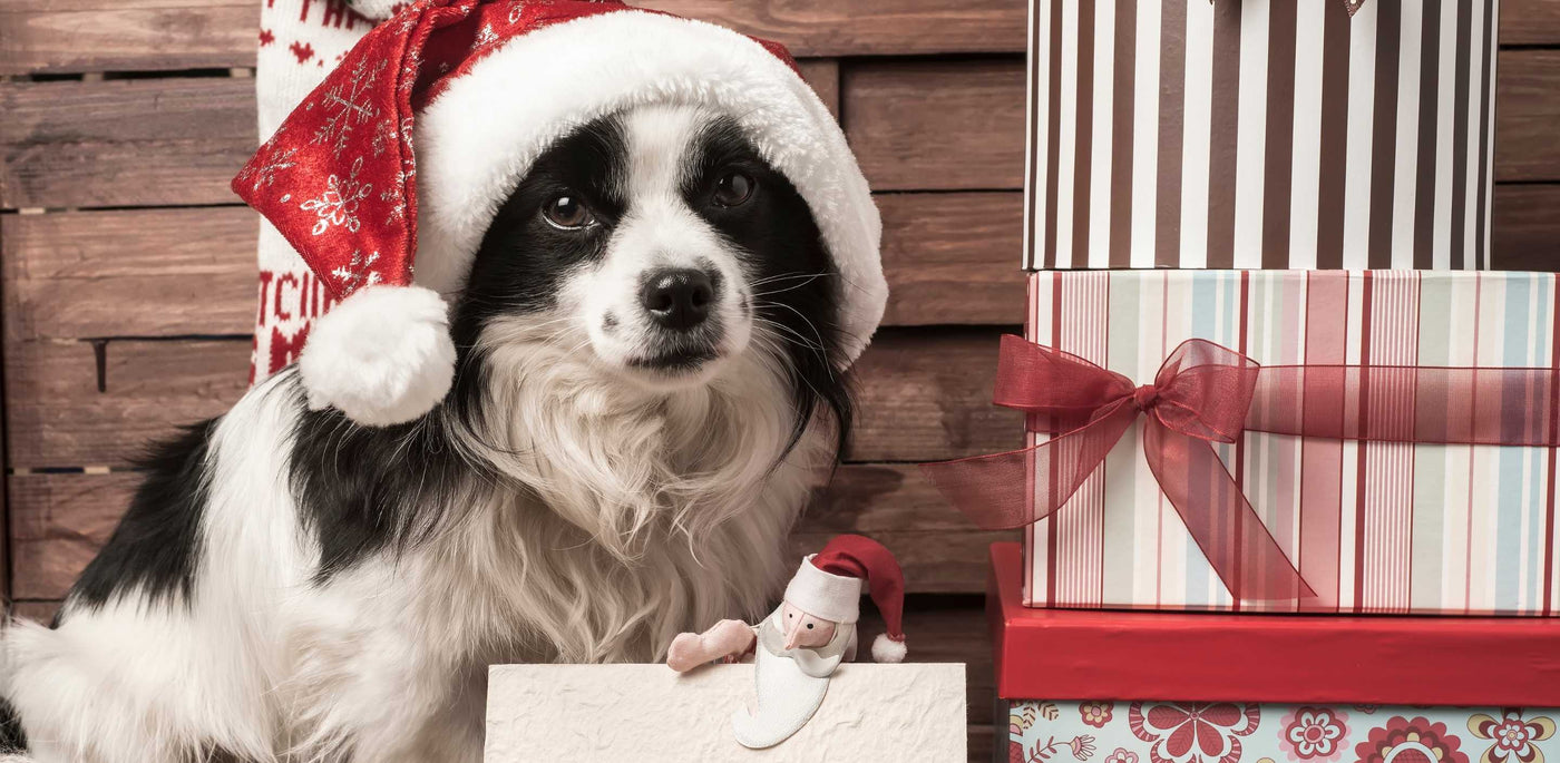 Christmas Presents For Your Dog